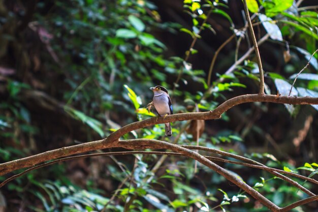 Kleurrijke vogel Silver-breasted breedvalk (Serilophus-lunatus) op boomtak
