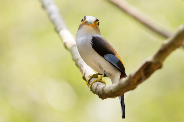 Kleurrijke vogel Silver - breasted broadbil