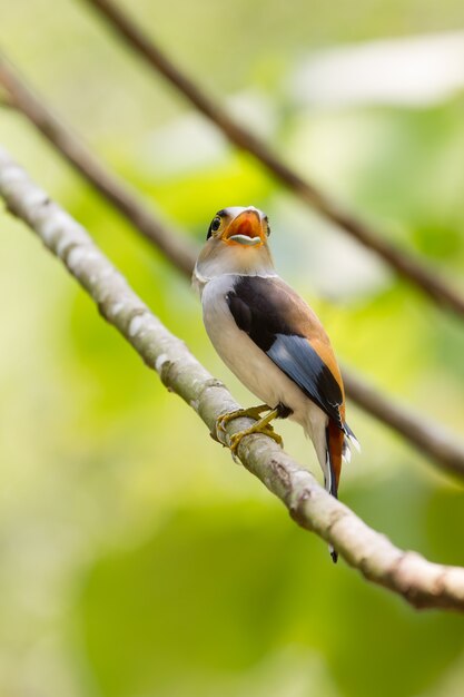 Kleurrijke vogel Silver - breasted broadbil