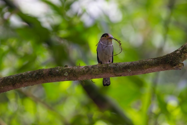 Kleurrijke vogel Silver-breasted broadbil