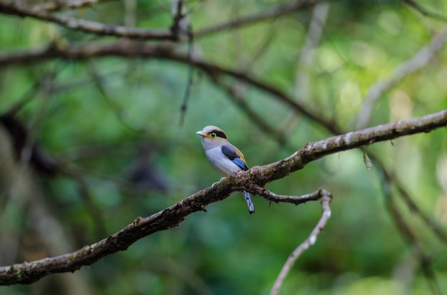 Kleurrijke vogel Silver-breasted broadbil