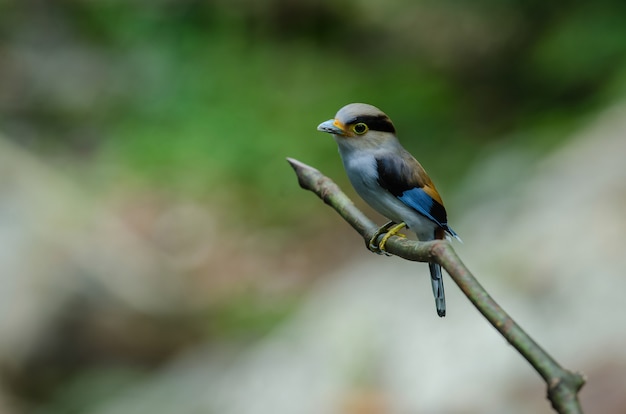 Kleurrijke vogel Silver breasted broadbil