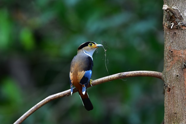 Kleurrijke vogel Silver-breasted broadbil