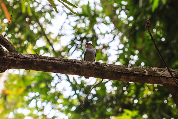 Kleurrijke vogel (Silver-breasted broadbill, Serilophus-lunatus) op boomtak in bos