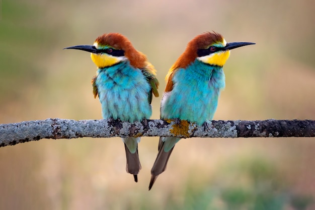 Kleurrijke vogels op een tak