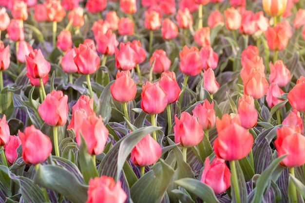 Kleurrijke zacht roze tulpen verse bloemen in het voorjaar