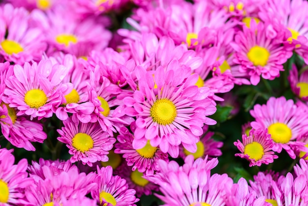 Kleurrijke Zinnia-bloem