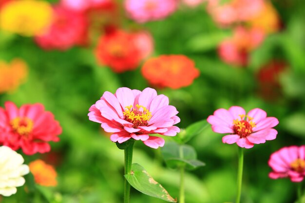 kleurrijke Zinnia- of Youthandoldage-bloemen bloeien in de tuin