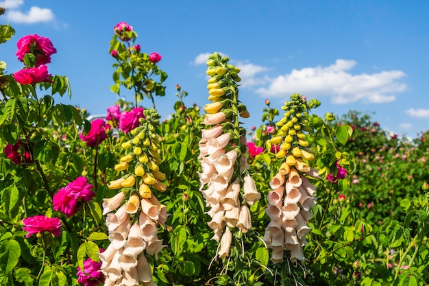 Kleurrijke zomerbloemen bloeien in de tuin