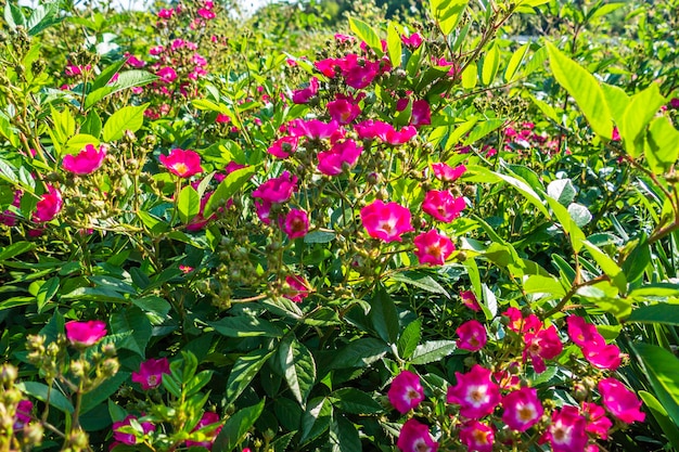 Kleurrijke zomerbloemen bloeien in de tuin