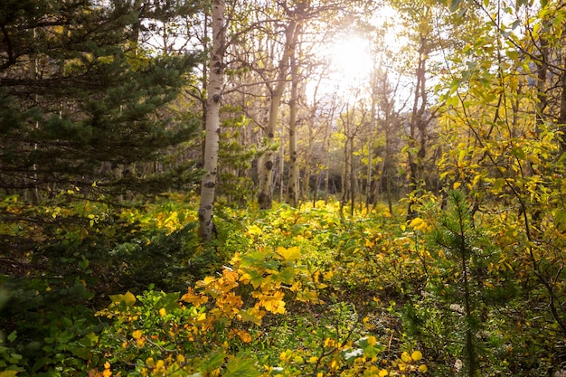 Kleurrijke zonnige bosscène in de herfst met gele bomen in heldere dag.