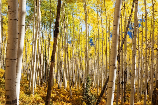 Kleurrijke zonnige bosscène in de herfst met gele bomen in heldere dag.