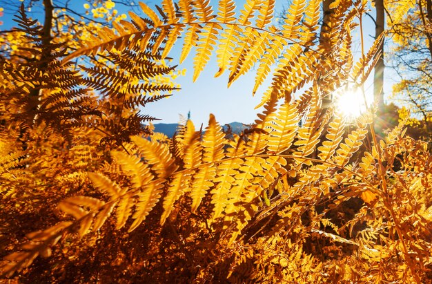 Kleurrijke zonnige bosscène in de herfst met gele bomen in heldere dag.