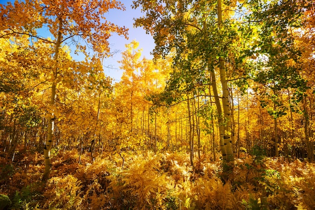 Kleurrijke zonnige bosscène in het herfstseizoen met gele bomen op heldere dag.