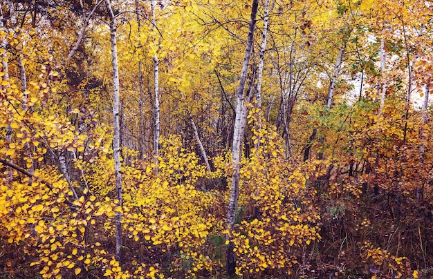 Kleurrijke zonnige bosscène in het herfstseizoen met gele bomen op heldere dag.