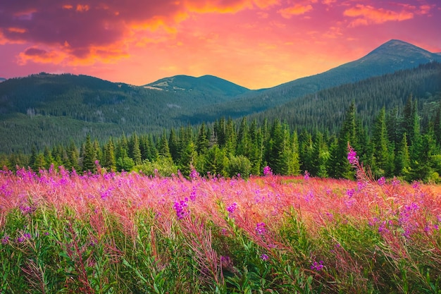 Kleurrijke zonsondergang alpine bloemenweide in de bergen