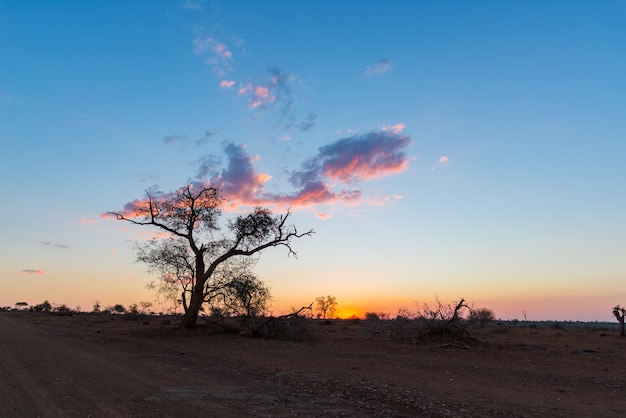 Kleurrijke zonsondergang in de afrikaanse struik