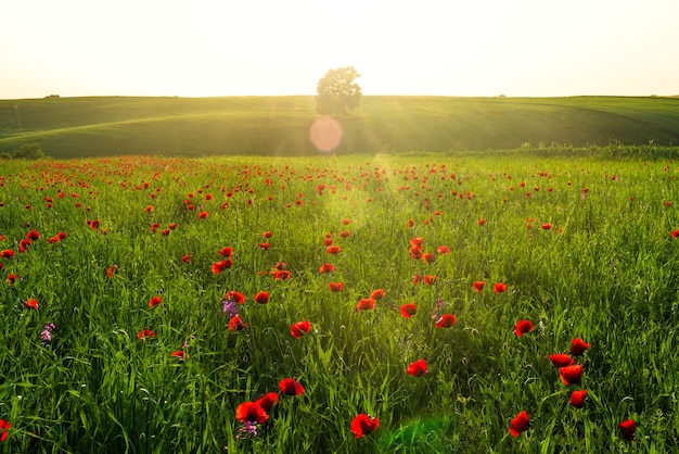 Kleurrijke zonsondergang op het groene veld