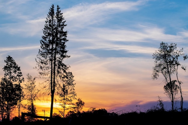 Kleurrijke zonsopgang in bossilhouetten van bomen tegen een heldere hemel