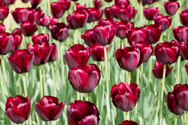 Kleurrijke zwarte tulpenbloemen die in een tuin bloeien