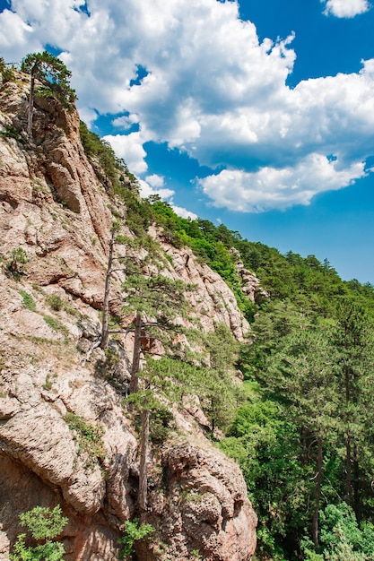 Kliffen, berg- en dennenbomen, naaldbomen die groeien op het verticale frame van de hellingen