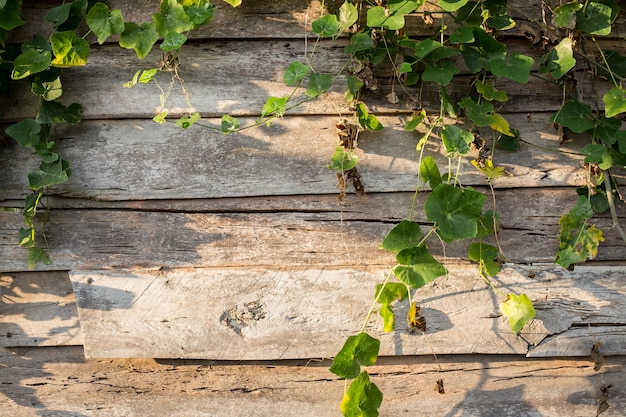 Klimmerinstallatie op houten plank