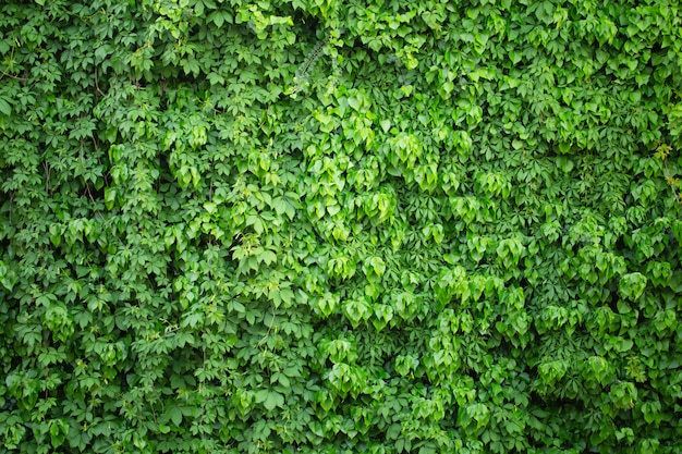 Klimop en druiven planten op de muur