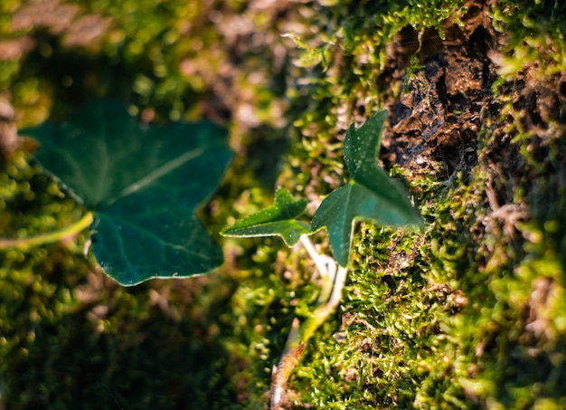 Klimop op oude boom met mos close-up