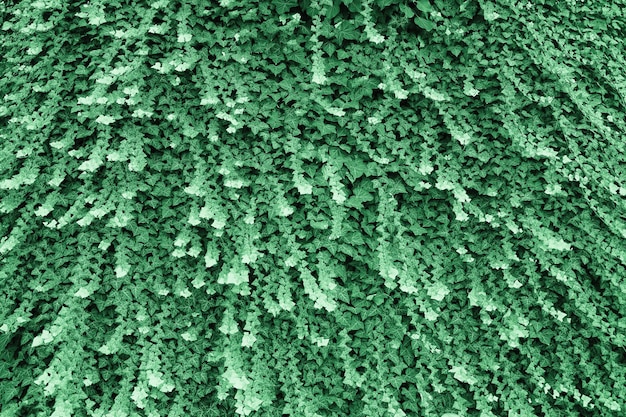 Klimop plant achtergrond