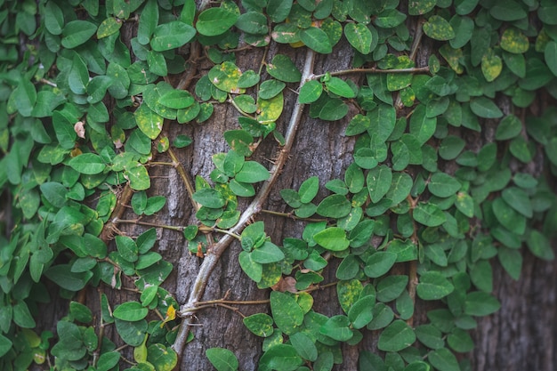 Klimop uitgerekt tot de boomschors Geeft een natuurlijk gevoel Populair om de tuin te versieren