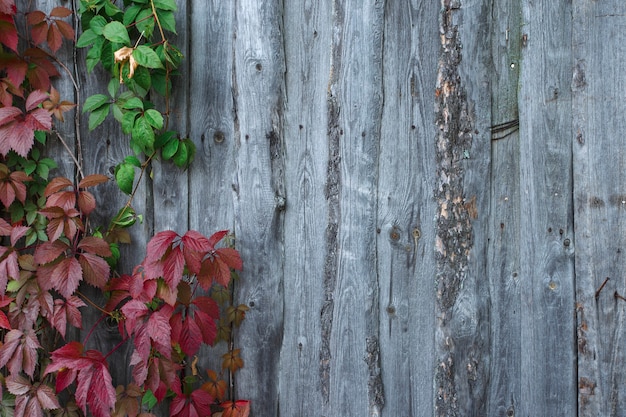 Klimopbladeren op een houten achtergrond, close-up, plant, bladeren, patroon, textuur