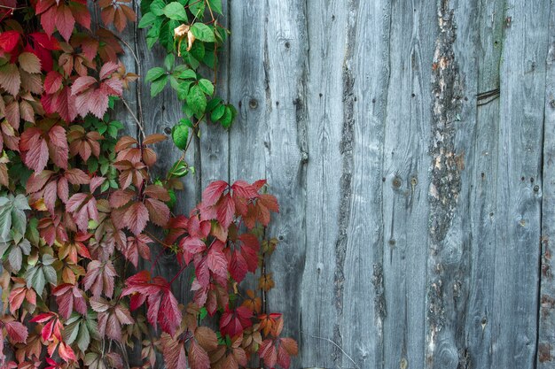 Klimopbladeren op een houten achtergrond, close-up, plant, bladeren, patroon, textuur