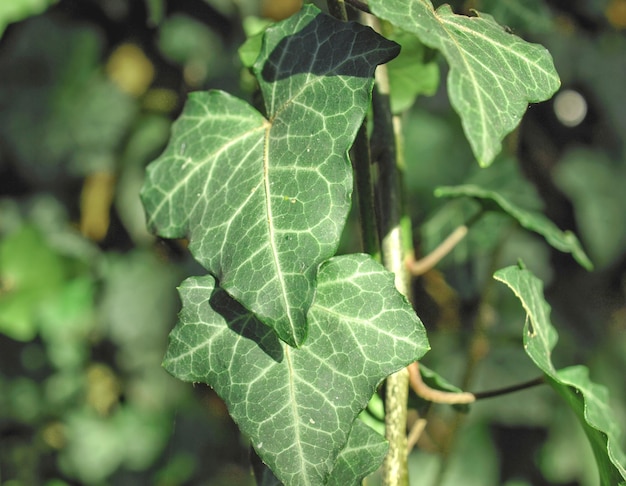 Klimopplant Hedera bladeren