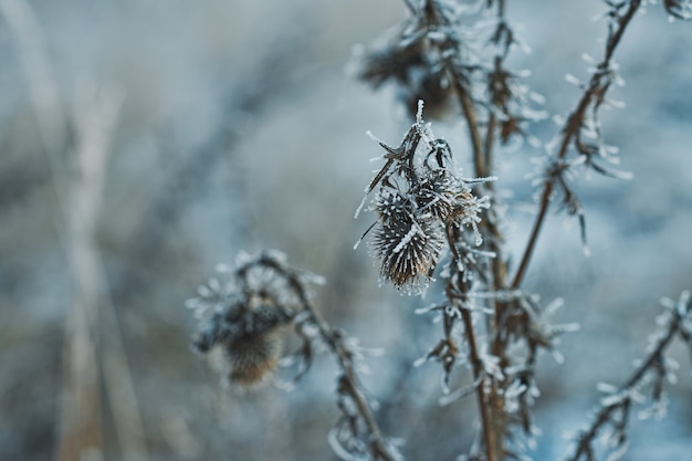 Foto klit na een vorst