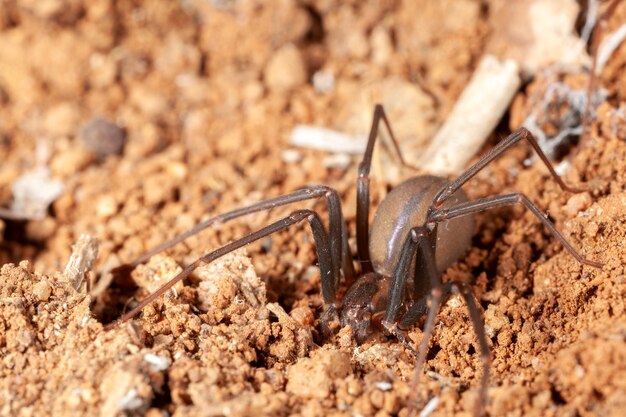 Foto kluizenaarsspin op natuurlijke habitat - gevaarlijke giftige spin