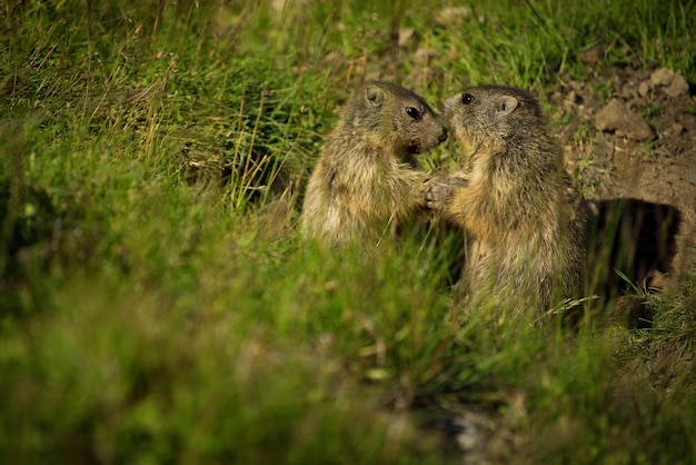 Knaagdieren op gras