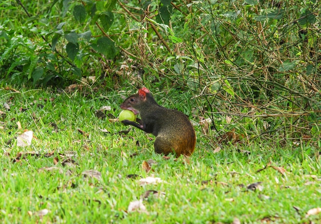 Knaagdieren op het veld eten fruit tegen planten