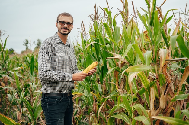 Knappe agronoom houdt touchpad tabletcomputer in het maïsveld en onderzoekt gewassen voor het oogsten