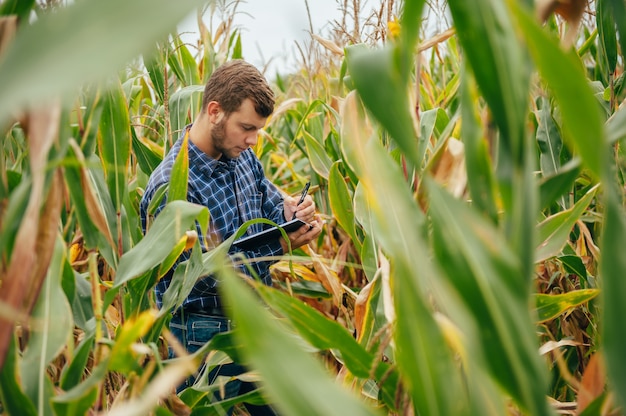 Knappe agronoom houdt touchpad tabletcomputer in het maïsveld en onderzoekt gewassen voor het oogsten