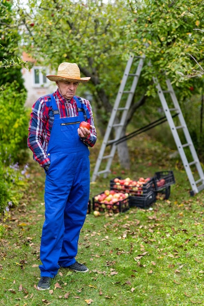 Knappe boer in een speciale outfit die naar de appel van zijn gewas staart Volledige foto van een oude boerenman die in zijn groene tuin staat