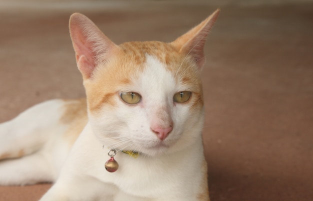 Foto knappe kat denkt aan iets