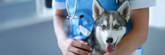 Knappe kleine husky bij dierenartsafspraak close-up