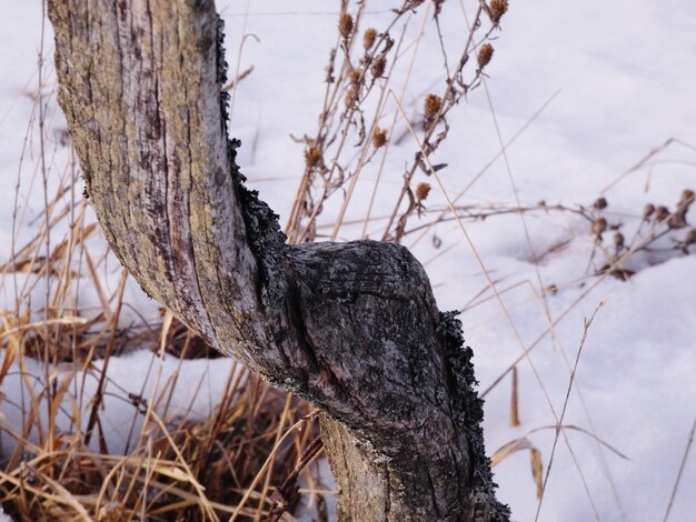 Photo knee shaped wooden post