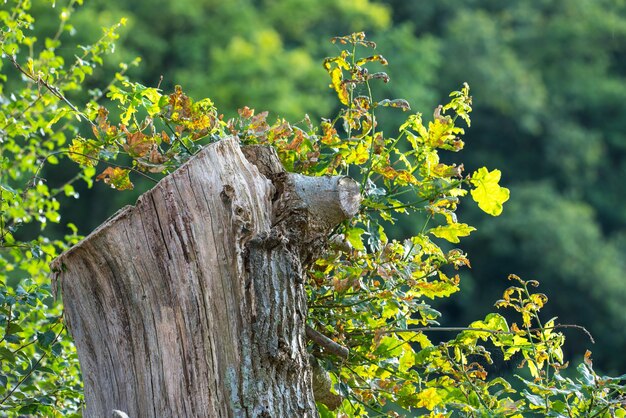 Knip alleen wat je nodig hebt Bijgesneden opname van een boomstronk in het bos