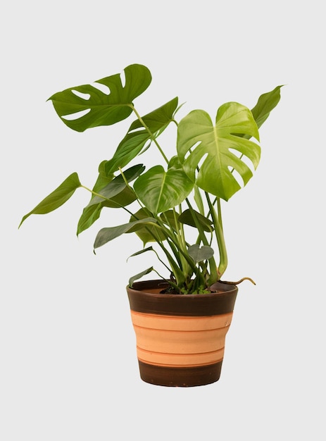 Knip monsteraplant uit in een geïsoleerde pothuisdecoratie