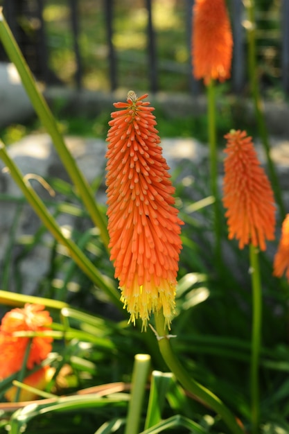 오렌지 색 식물원의 Kniphofia 아프리카 다년생 초본 식물