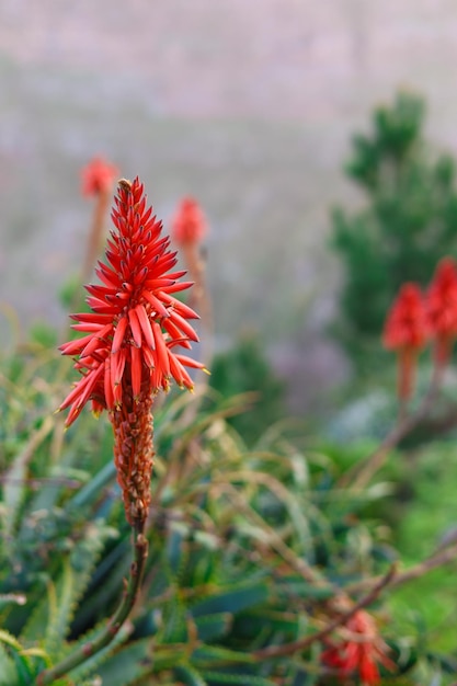 Photo kniphofia red hot poker flower