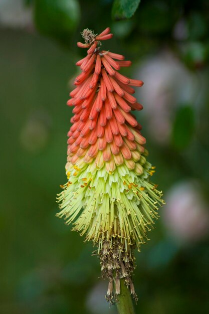 Photo kniphofia uvaria flowers