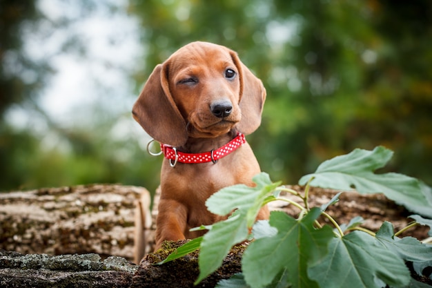 Knipogende rode teckel hond