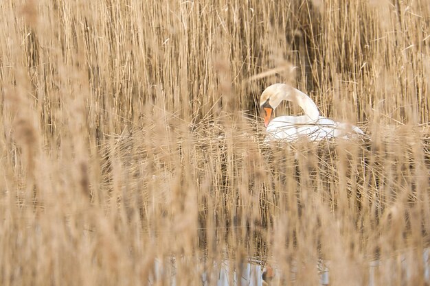 Knobbelzwaan broeden op een nest in het riet op de Darrs bij Zingst Wilde dieren